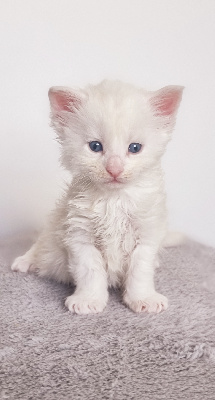 CHATON - Maine Coon