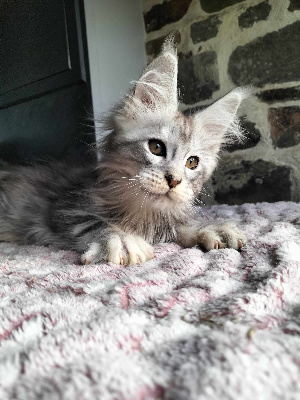 Of Naïlah's Legend - Chaton disponible  - Maine Coon