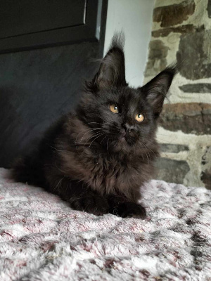 Of Naïlah's Legend - Chaton disponible  - Maine Coon