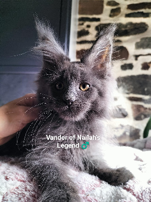 Of Naïlah's Legend - Chaton disponible  - Maine Coon