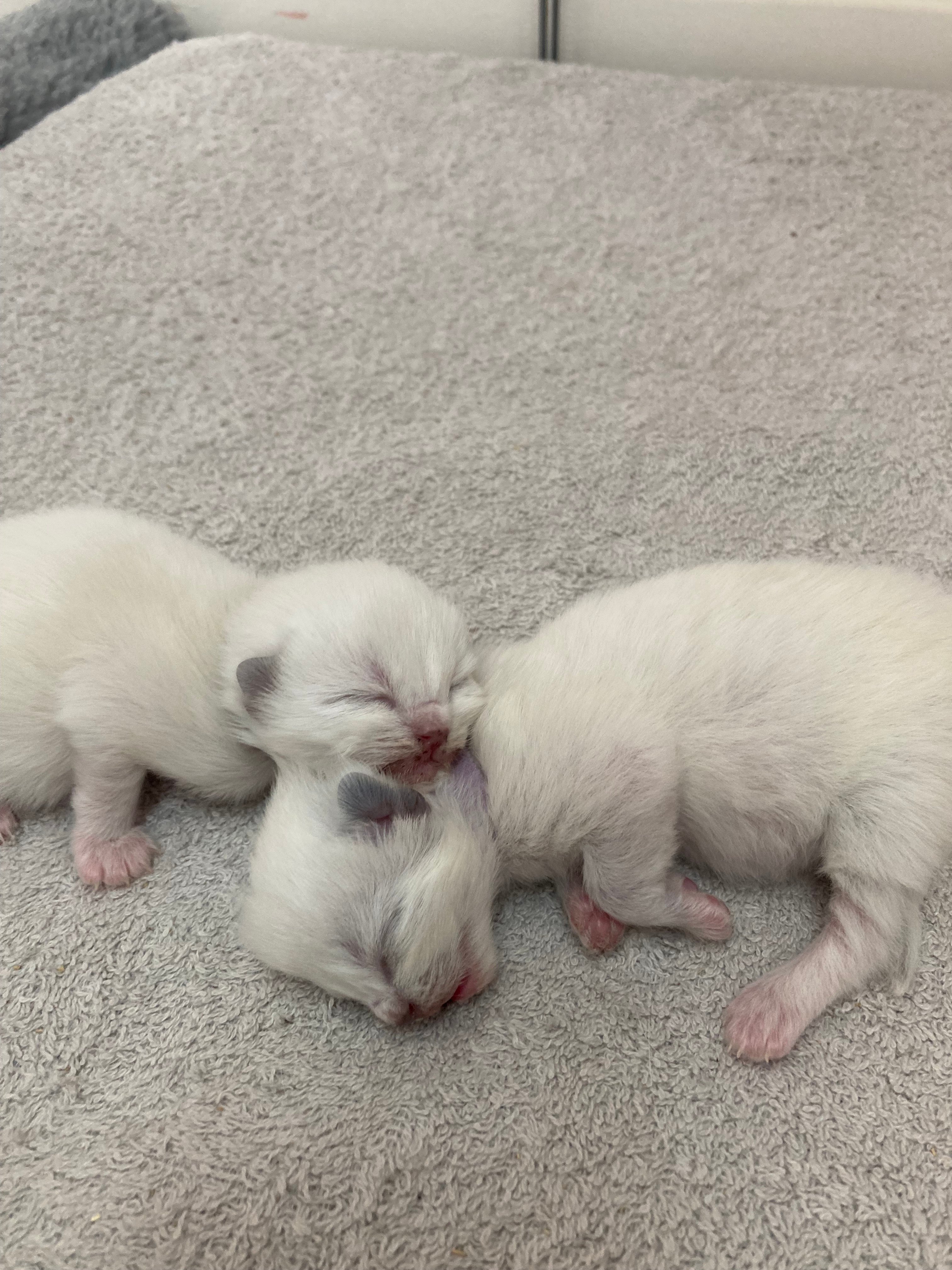 De Sire Léon - Ragdoll - Portée née le 26/06/2024