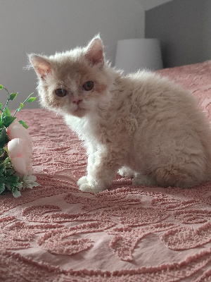 Des Perles De Sarah - Chaton disponible  - Selkirk Rex poil court et poil long