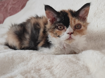 Des Perles De Sarah - Chaton disponible  - Selkirk Rex poil court et poil long