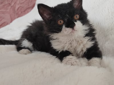 Des Perles De Sarah - Chaton disponible  - Selkirk Rex poil court et poil long