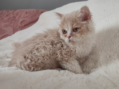 Des Perles De Sarah - Chaton disponible  - Selkirk Rex poil court et poil long