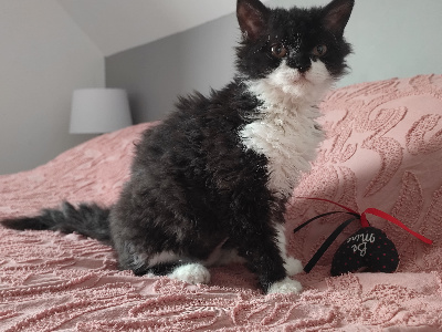 Des Perles De Sarah - Chaton disponible  - Selkirk Rex poil court et poil long