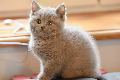 Du Mas Ensoleillé - Chaton disponible  - British Shorthair et Longhair