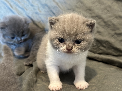 Du Mas Ensoleillé - Chaton disponible  - British Shorthair et Longhair