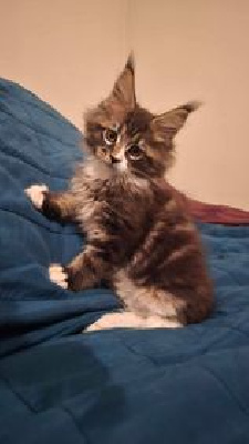 Wang No Yume - Chaton disponible  - Maine Coon