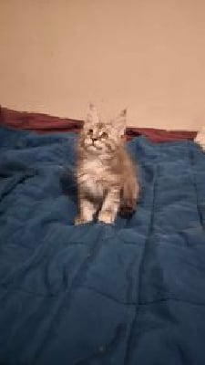 Wang No Yume - Chaton disponible  - Maine Coon