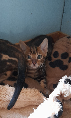 chaton - Bengal