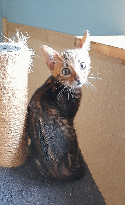 Du Jardin De Chimère - Chaton disponible  - Bengal