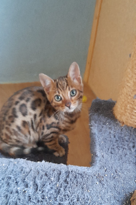 Du Jardin De Chimère - Chaton disponible  - Bengal