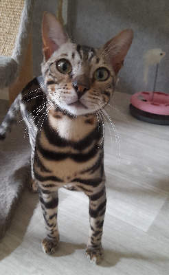 Du Jardin De Chimère - Chaton disponible  - Bengal