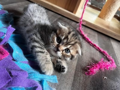 Des Sharlins - Scottish Fold - Portée née le 03/04/2024