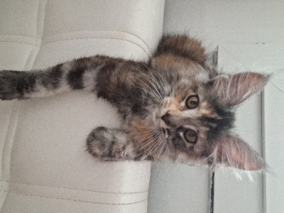 De L'Empire Royal - Chaton disponible  - Maine Coon