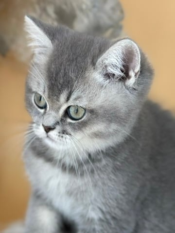 chaton British Shorthair et Longhair To Sweet Feline