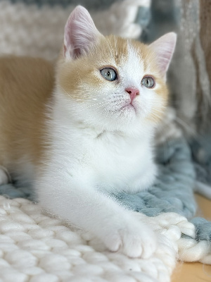 CHATON - British Shorthair et Longhair