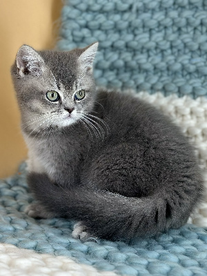 To Sweet Feline - Chaton disponible  - British Shorthair et Longhair