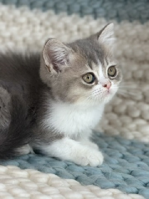 CHATON - British Shorthair et Longhair