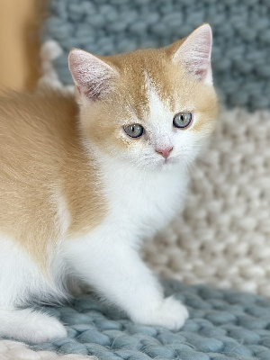 CHATON - British Shorthair et Longhair