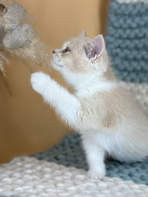 CHATON - British Shorthair et Longhair