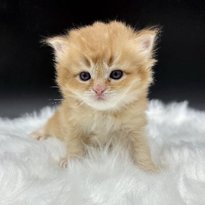 British Longhair Red Golden Shaded