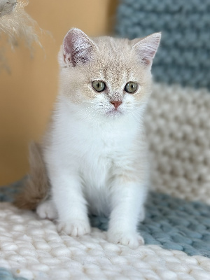 CHATON - British Shorthair et Longhair