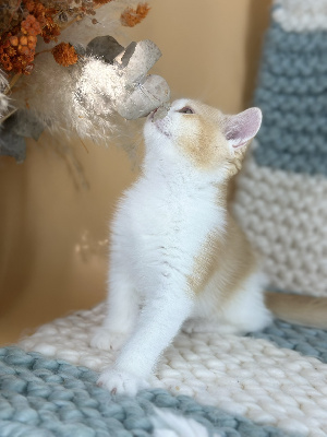 CHATON - British Shorthair et Longhair