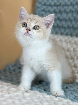 CHATON - British Shorthair et Longhair