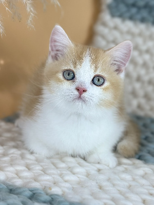 CHATON - British Shorthair et Longhair