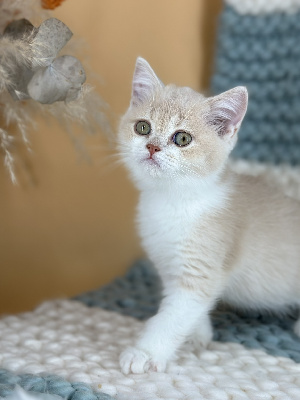 CHATON - British Shorthair et Longhair