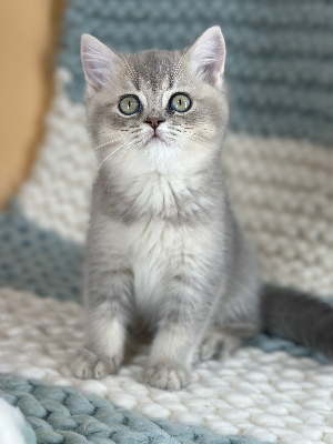 To Sweet Feline - Chaton disponible  - British Shorthair et Longhair