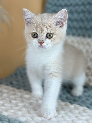 To Sweet Feline - Chaton disponible  - British Shorthair et Longhair