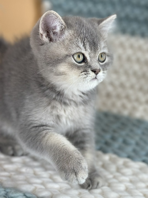 To Sweet Feline - Chaton disponible  - British Shorthair et Longhair