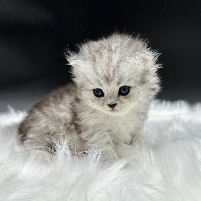 British Longhair Black Silver (Shaded)