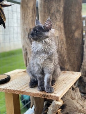 Ravage chatterie de la cité des glaces