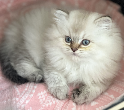 De Shania Cats - Chaton disponible  - British Shorthair et Longhair