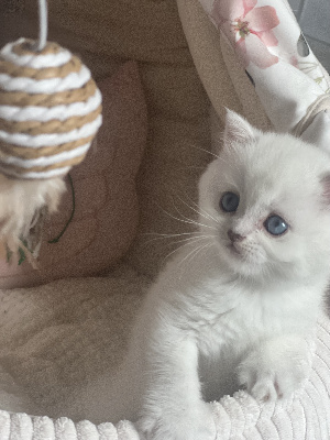 De Shania Cats - Chaton disponible  - British Shorthair et Longhair