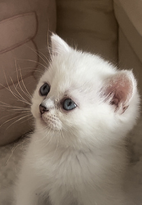 De Shania Cats - Chaton disponible  - British Shorthair et Longhair