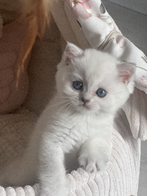 De Shania Cats - Chaton disponible  - British Shorthair et Longhair