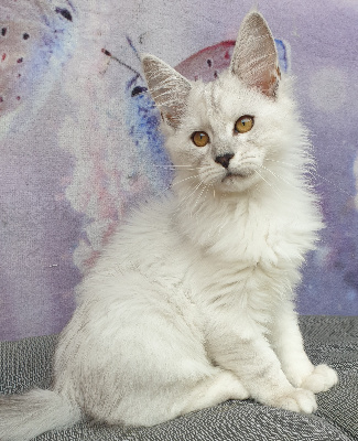 des Costes Belle  - Chaton disponible  - Maine Coon