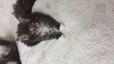 des Costes Belle  - Chaton disponible  - Maine Coon