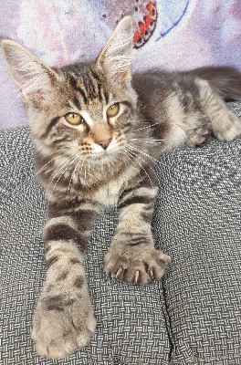 des Costes Belle  - Chaton disponible  - Maine Coon