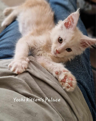 Kitten's Palace - Chaton disponible  - Maine Coon