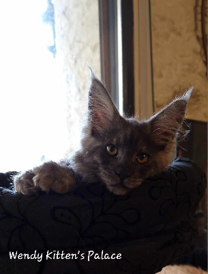 Kitten's Palace - Chaton disponible  - Maine Coon