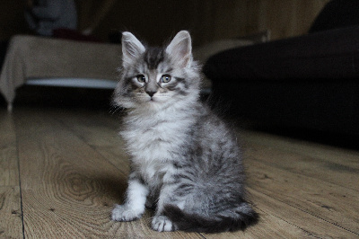 Venise - Maine Coon