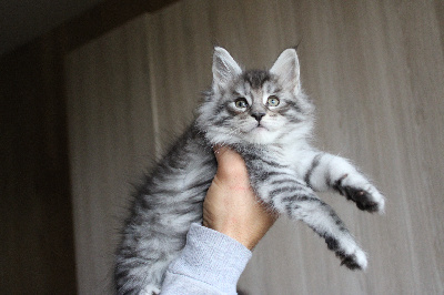 Des Pattes De Sanga - Chaton disponible  - Maine Coon