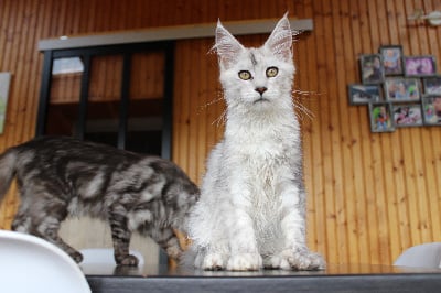 Des Pattes De Sanga - Chaton disponible  - Maine Coon