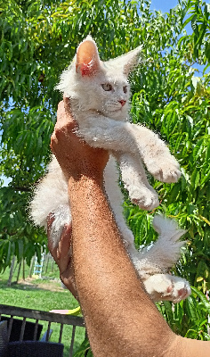 Des Pattes De Sanga - Chaton disponible  - Maine Coon